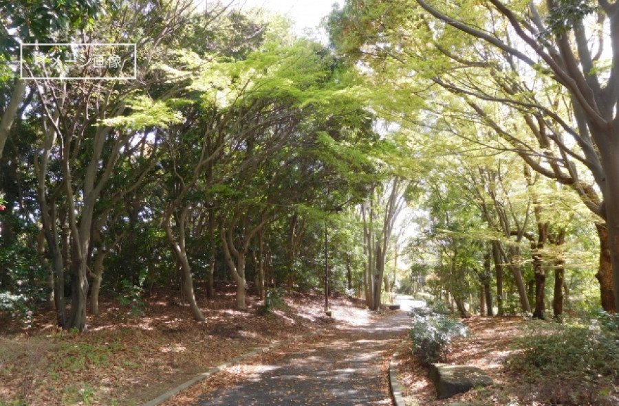 【森の教室】初夏の自然遊び