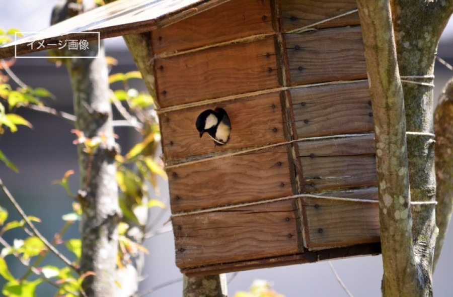 【森の教室】鳥の巣箱づくり